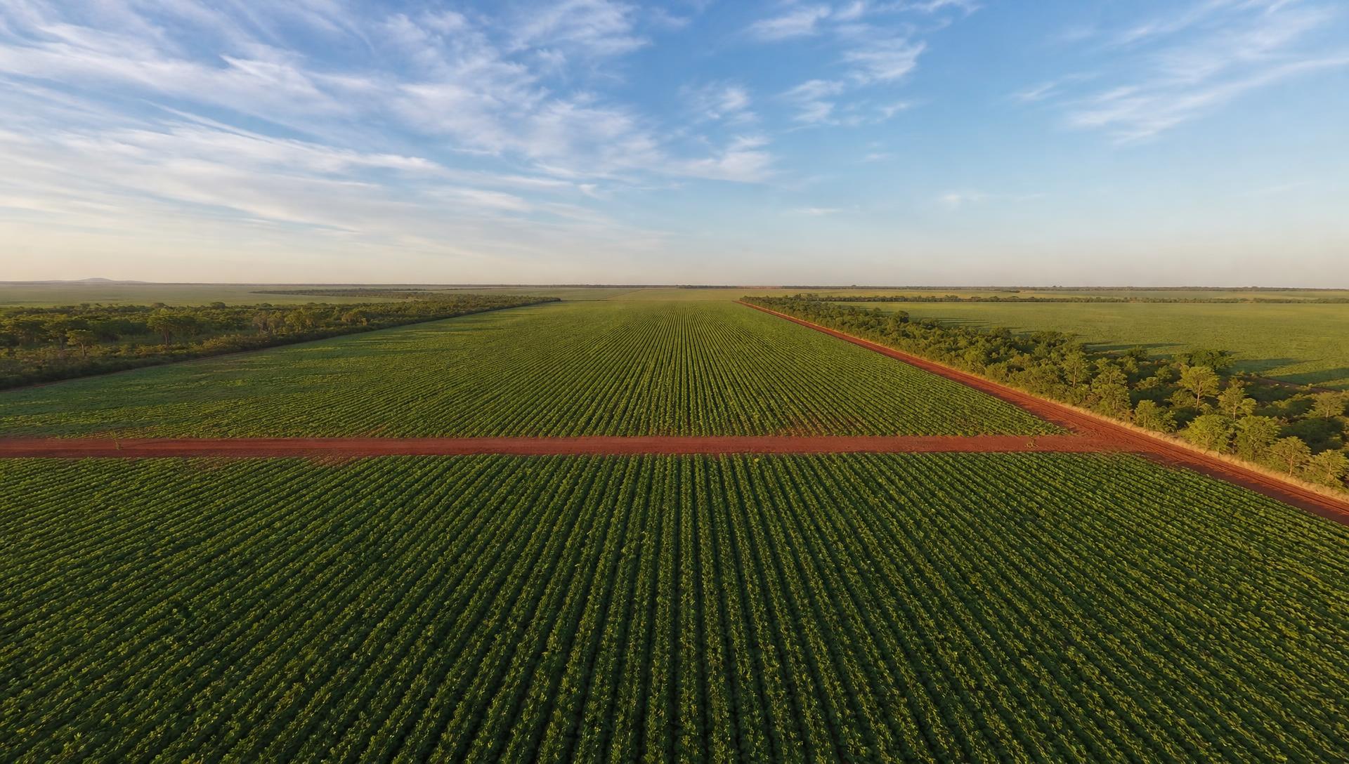 Aerial view of a soybean field in the Brazilian Cerrado